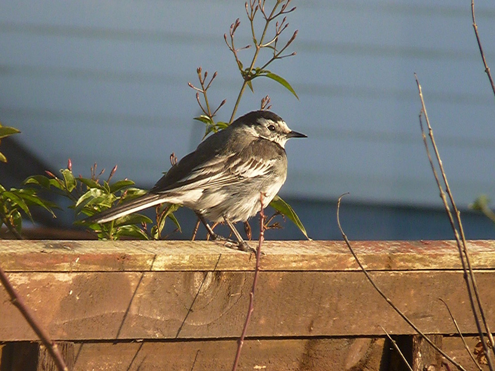 Wagtail