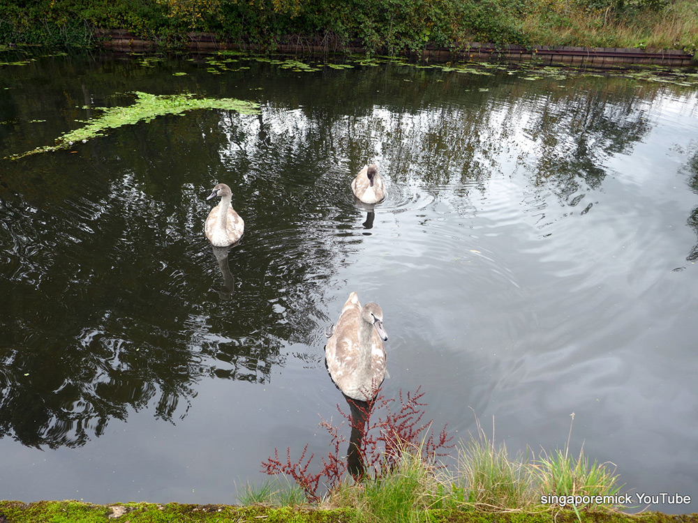 Three Ugly Ducklings