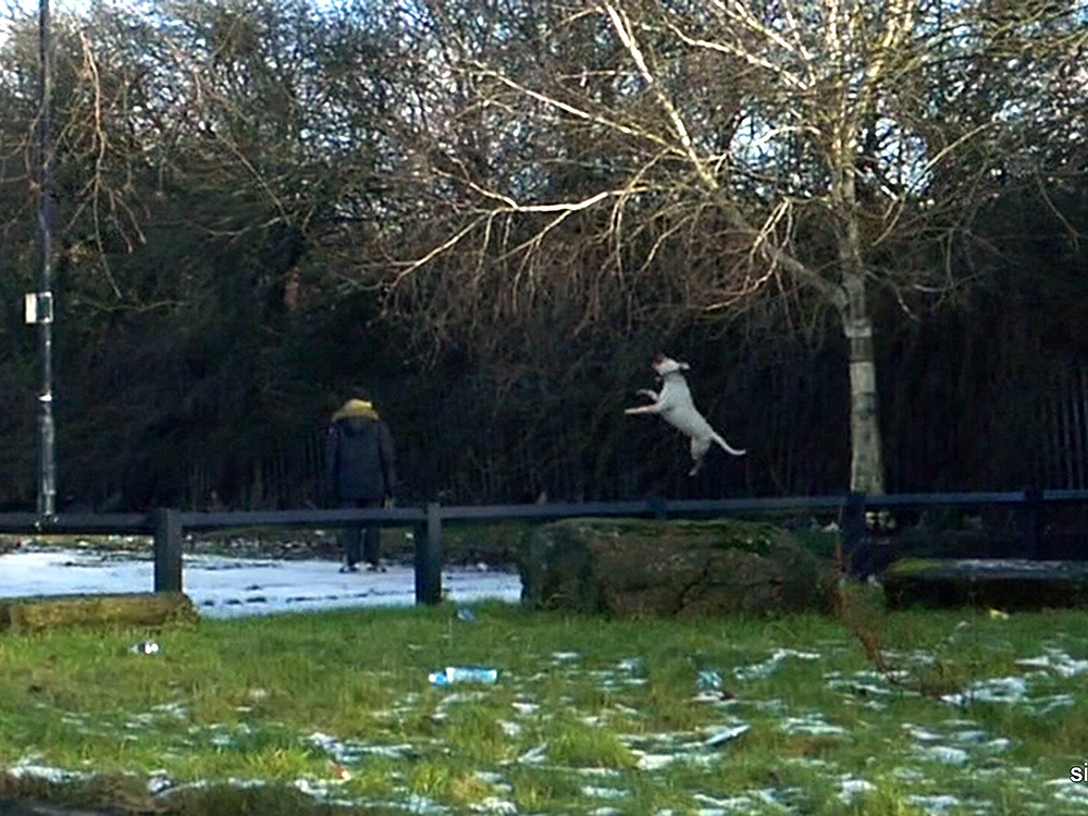 Wigan's Ballet Dancing Dog