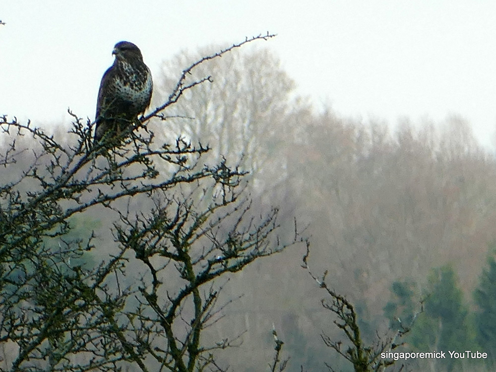 Bird of Prey