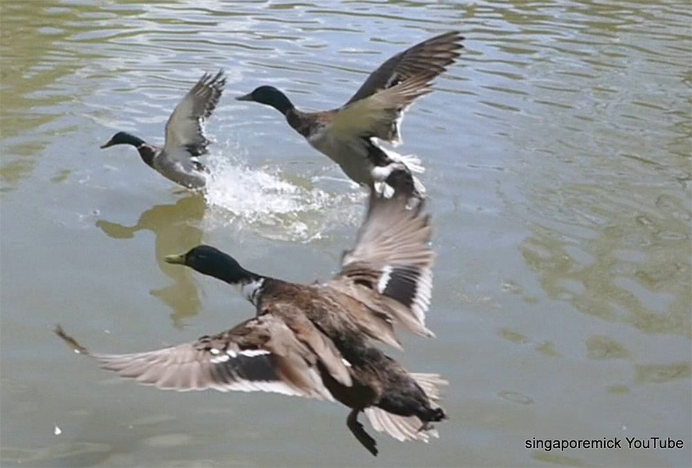 Hilda Ogden's Ducks