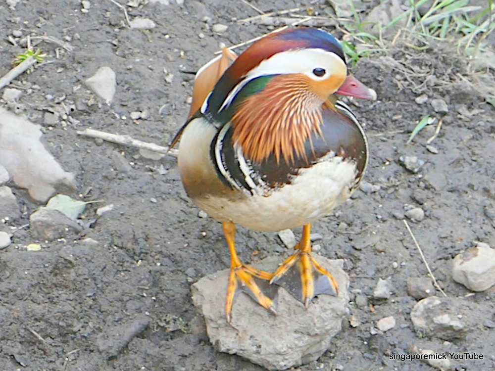 Mandarin Duck