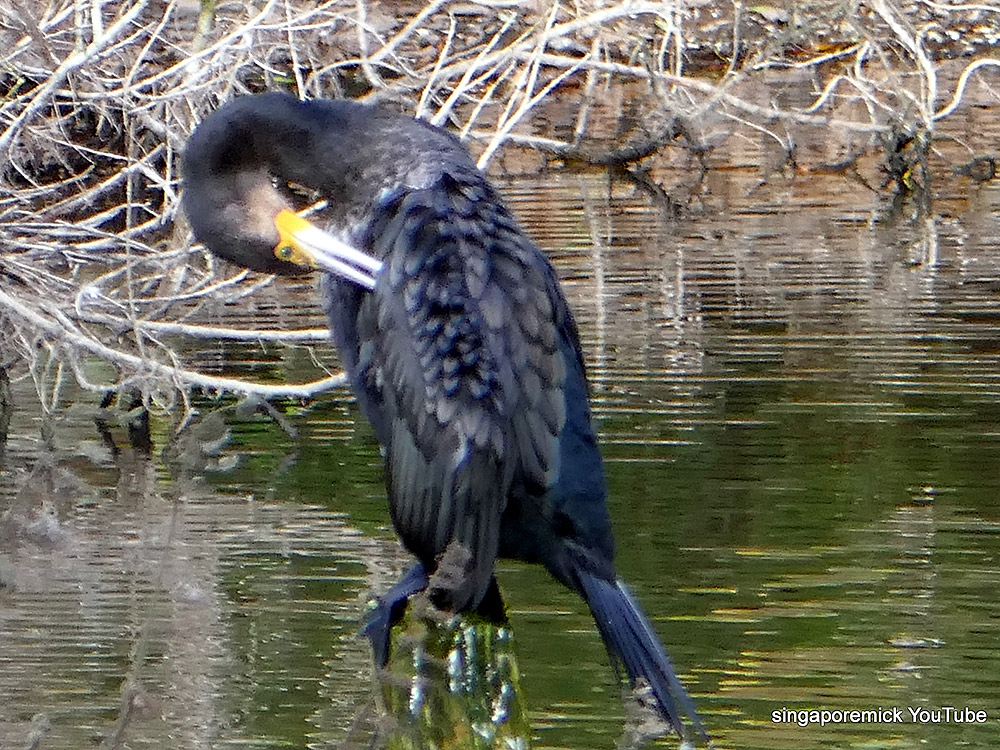 Preening