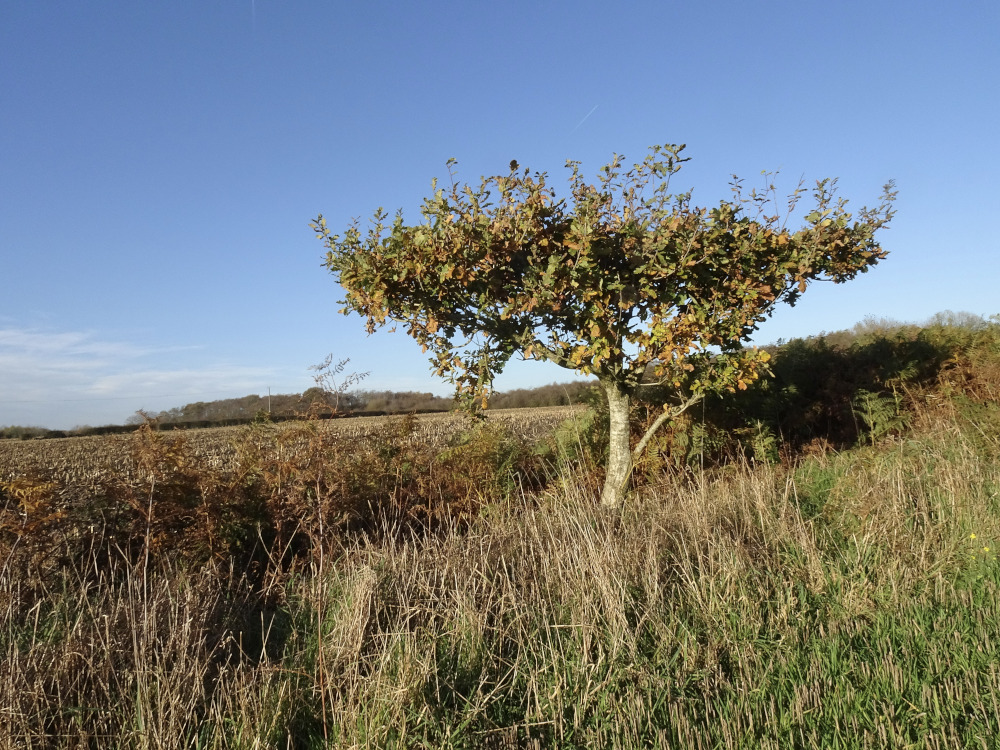 A Lonely Tree