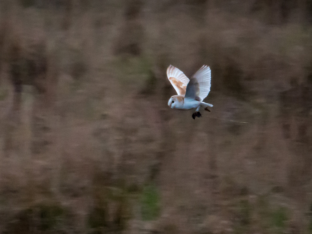 Barn Owl