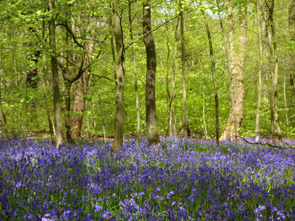 Bluebells