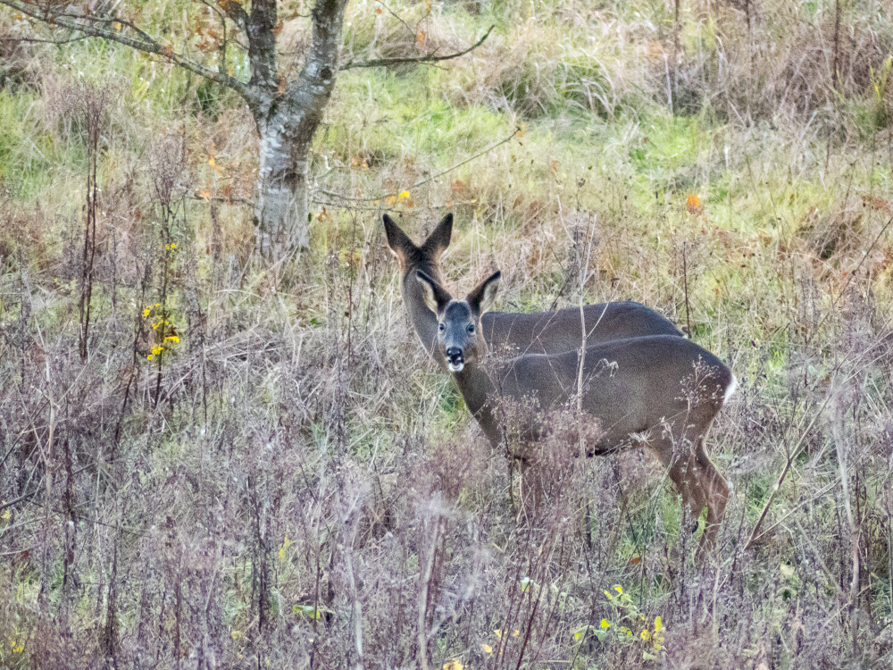 Deer