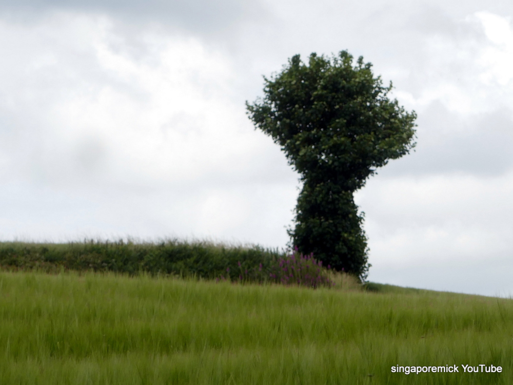 Billinge Hill Tree