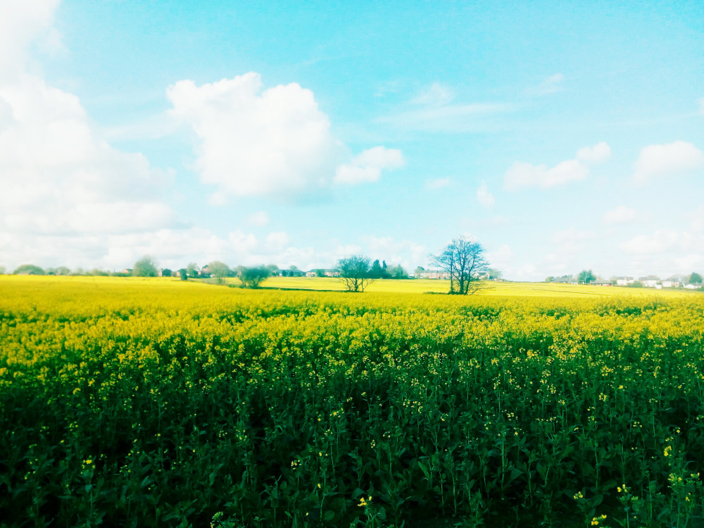 Rape Seed Crop