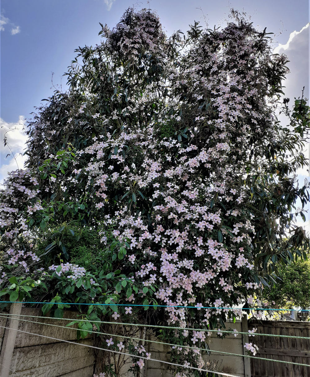 Montana Clematis