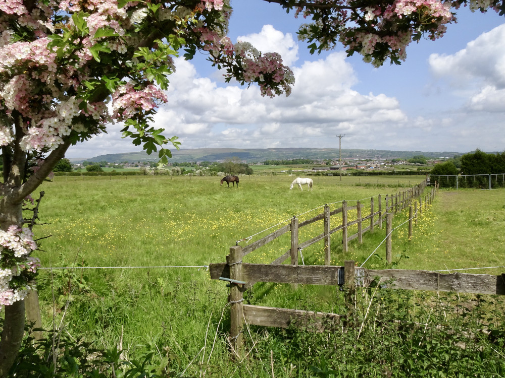 The Darling Buds of May