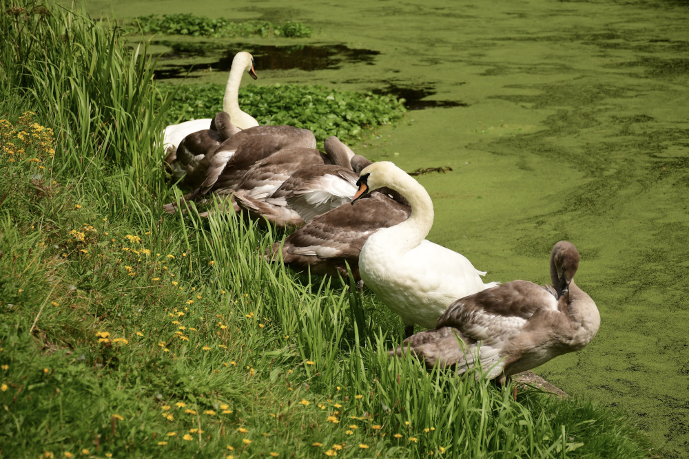 The Swan Family