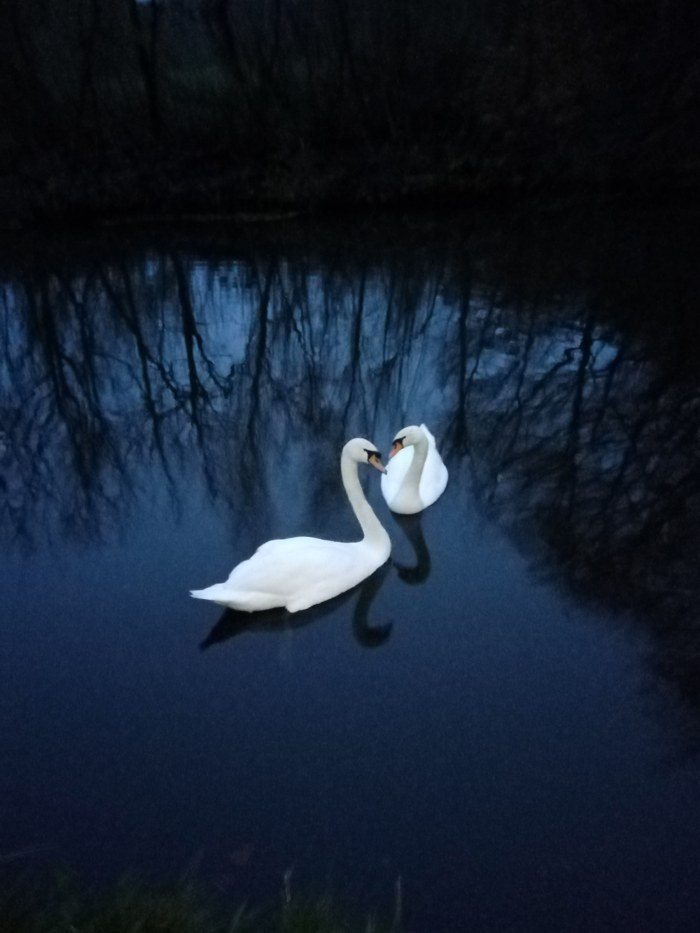 Swans