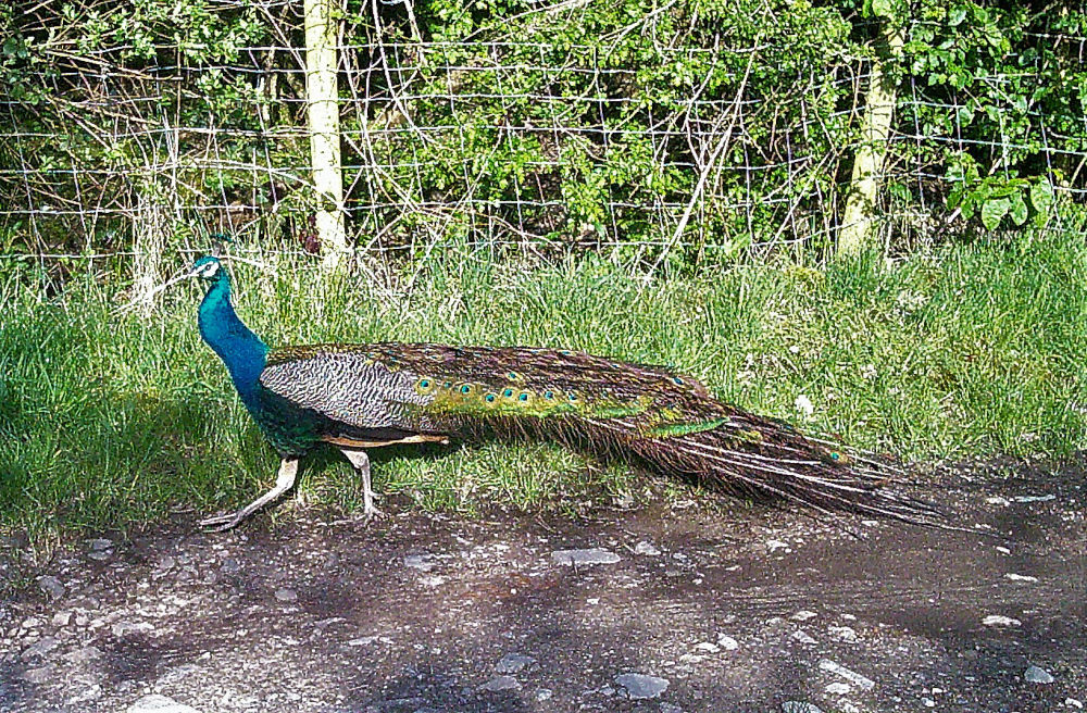 Peacock