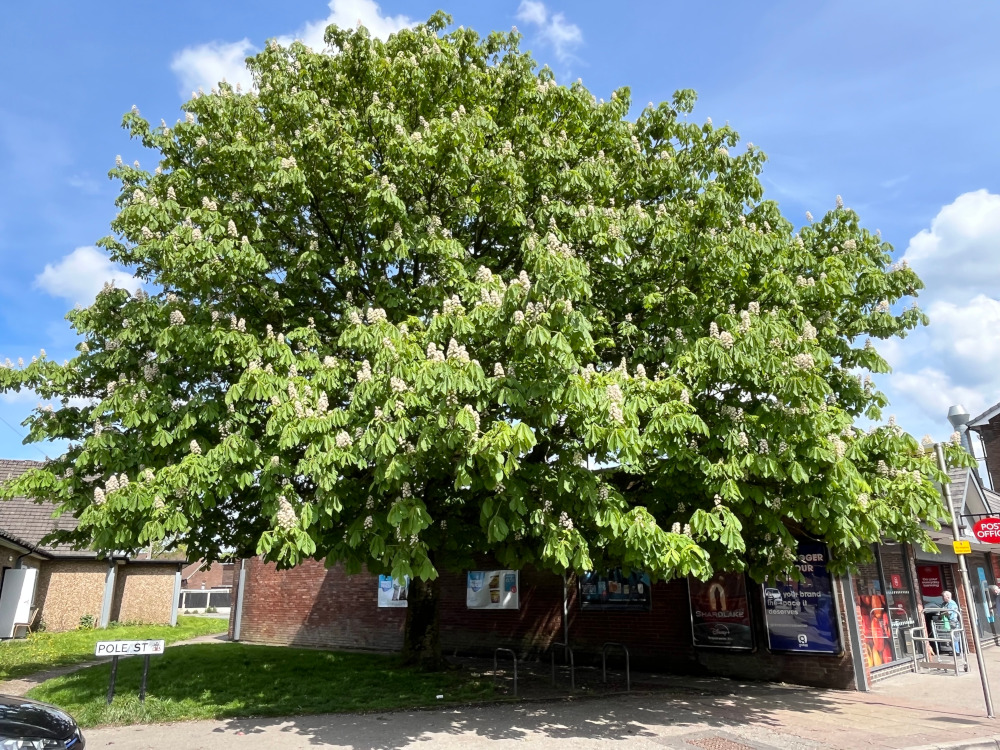 Underneath The Spreading Chestnut Tree