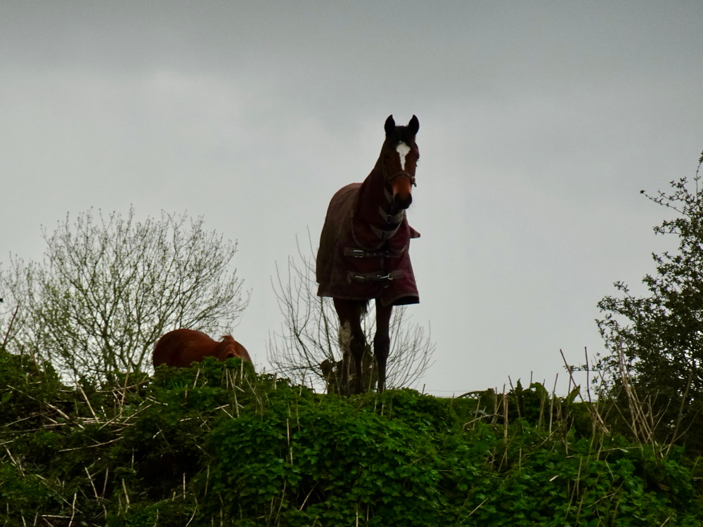 King of the Hill