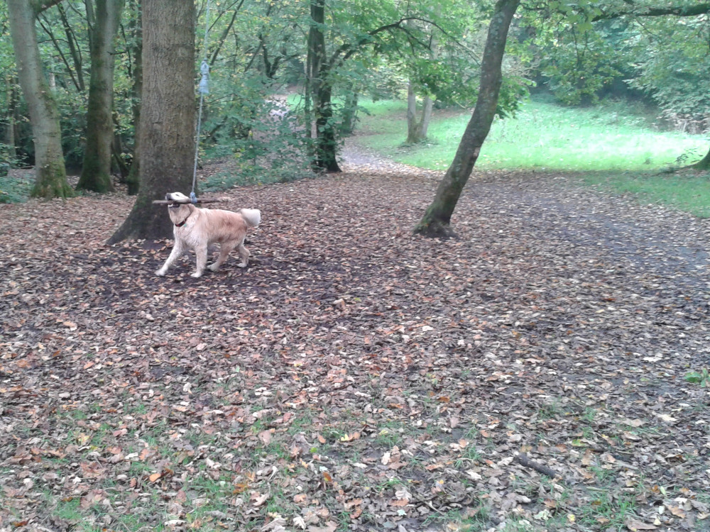 Barney Enjoying a Swing