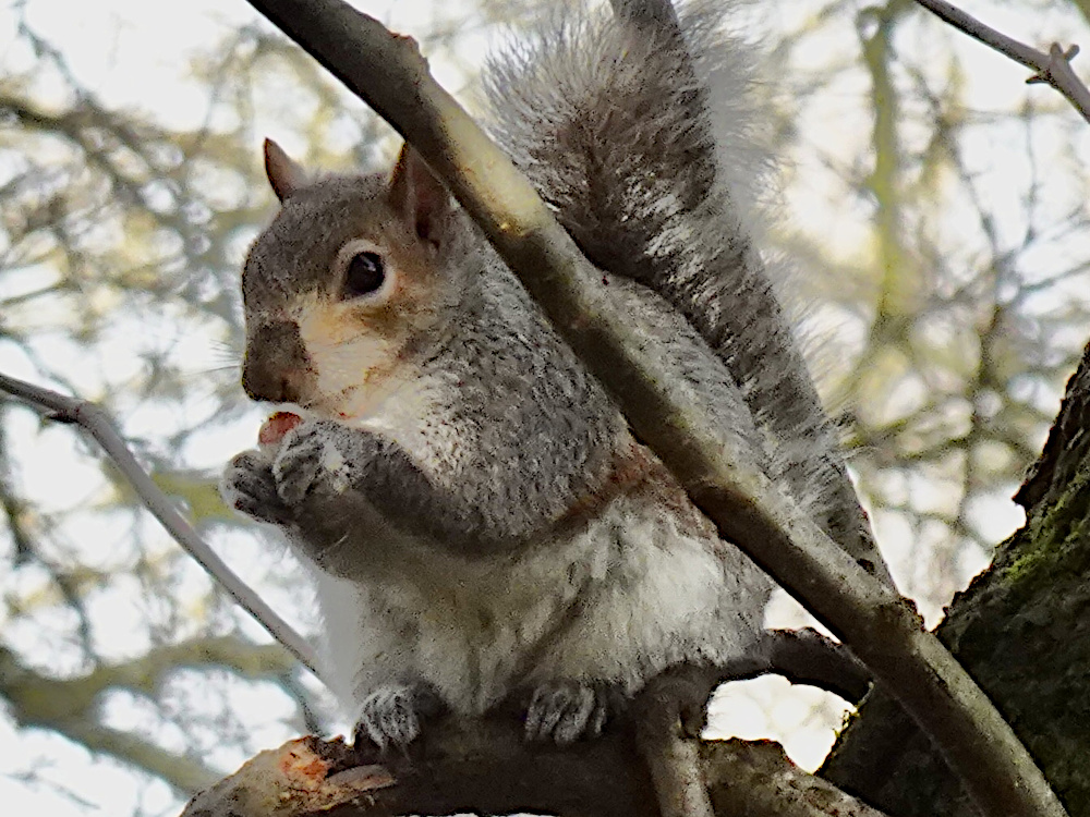 Marmite