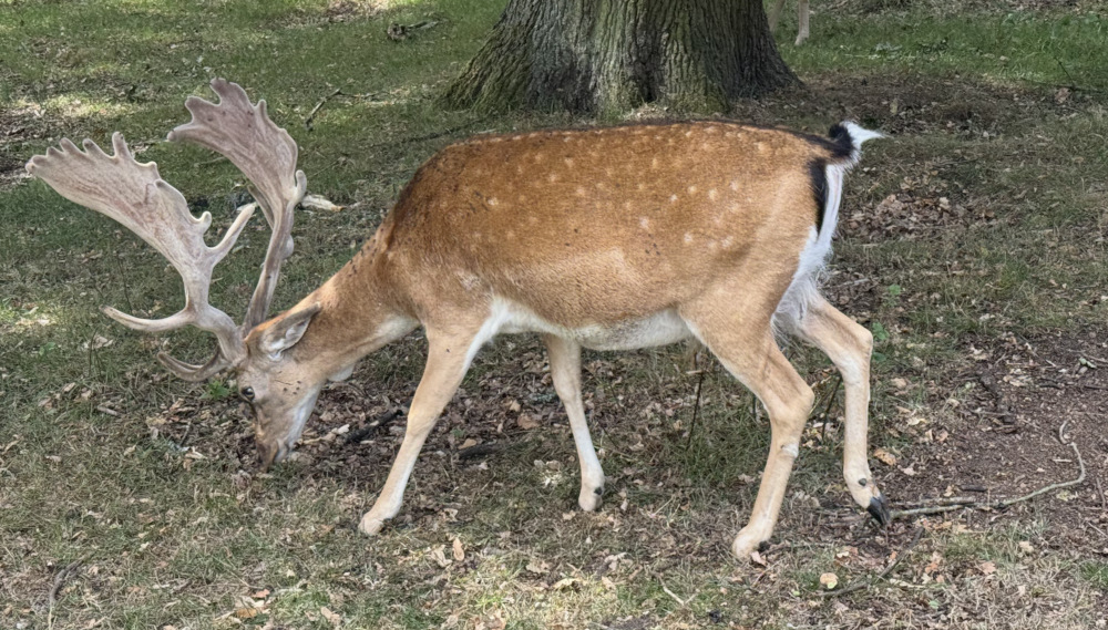 Deer