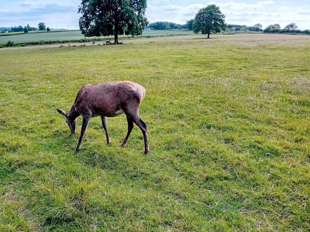 Deer