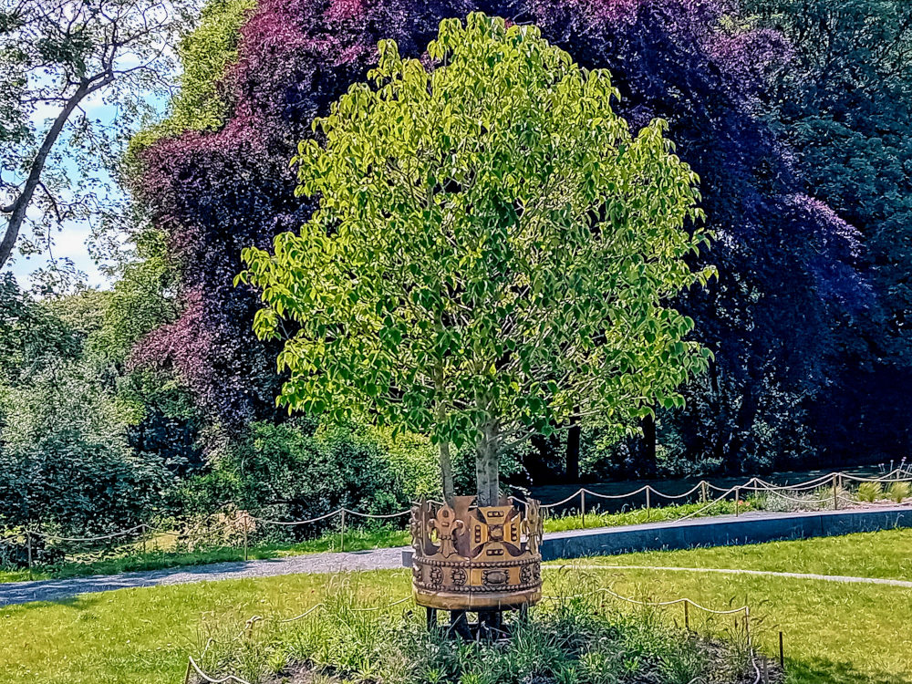 Handkerchief Tree