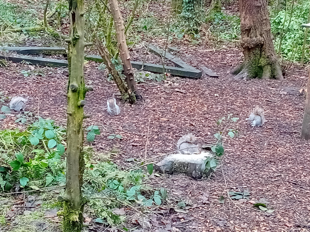 Squirrels