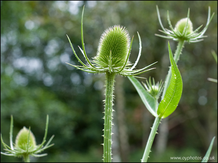 Teasel