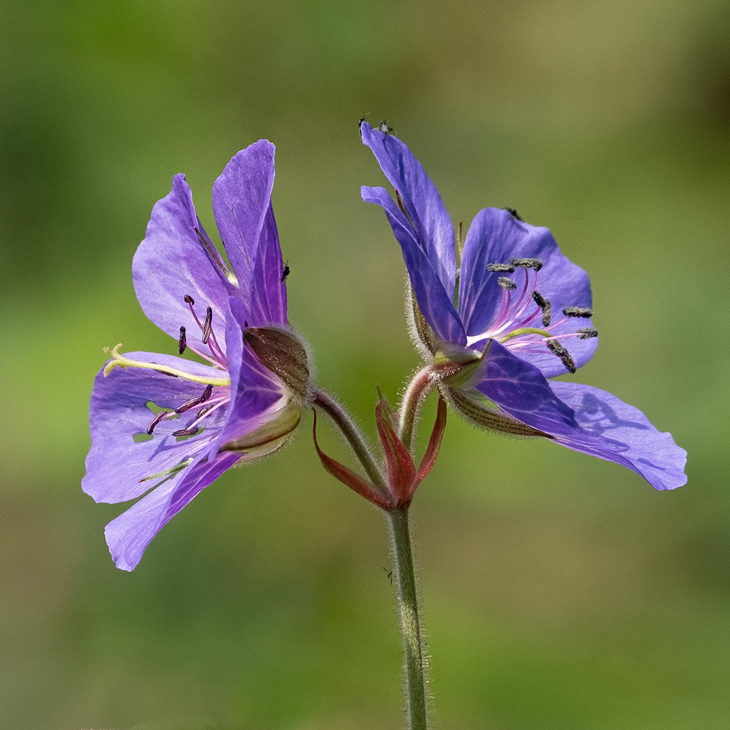 Meadow Cranesbill