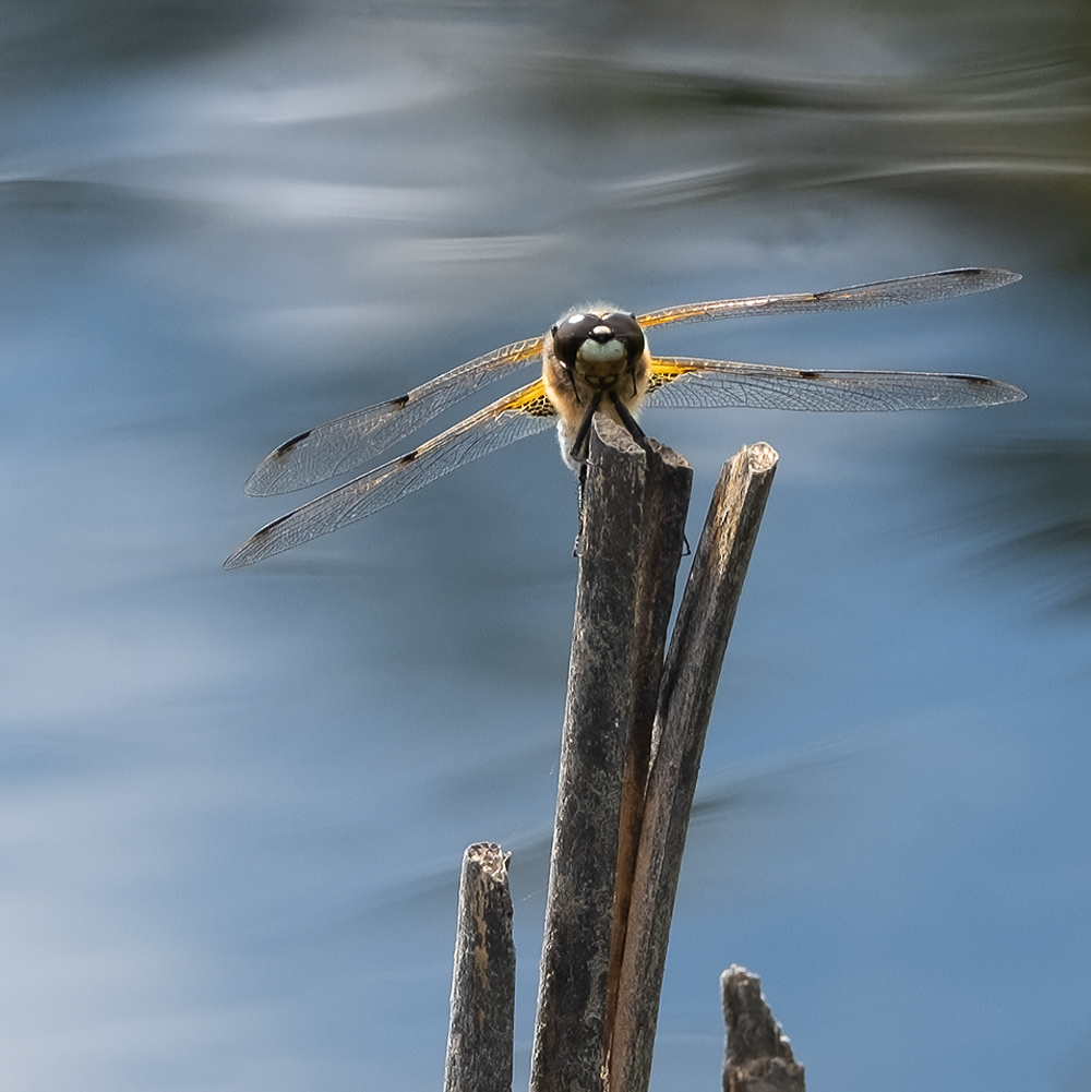 Four-spotted Chaser