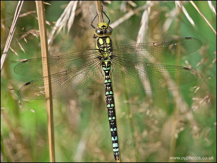 Southern Hawker