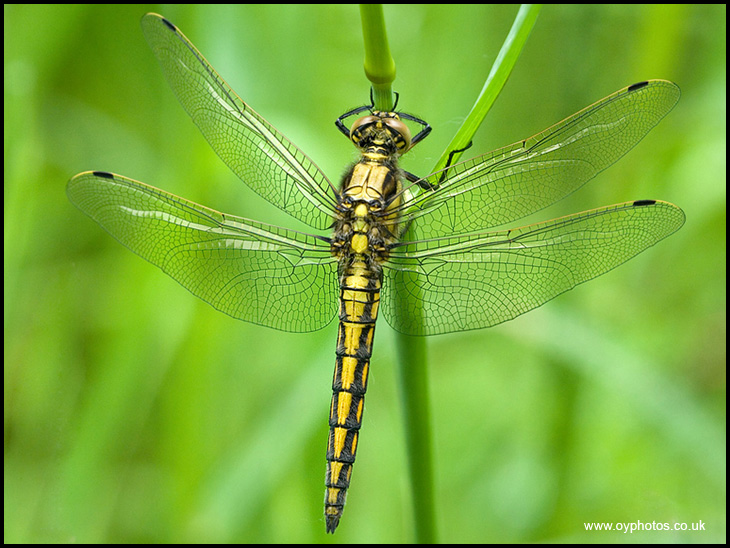 Black-tailed Skimmer