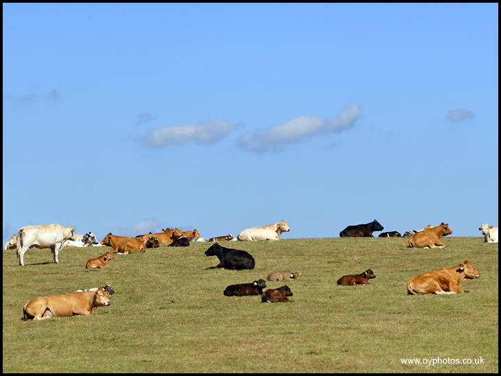 Cows in field