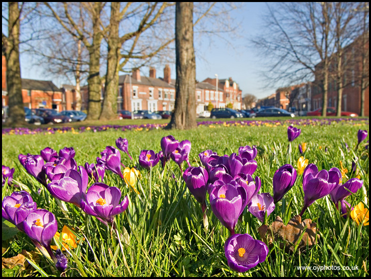 Crocus'