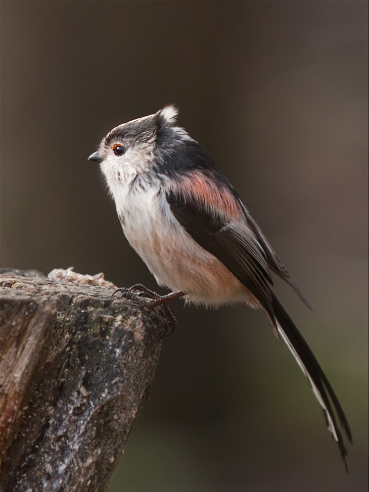 Long-tailed tit