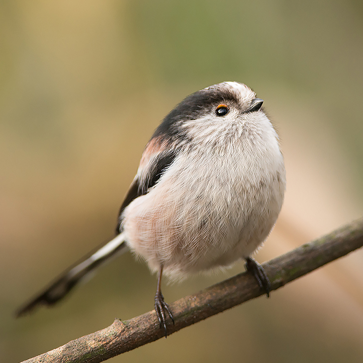 Long-tailed tit