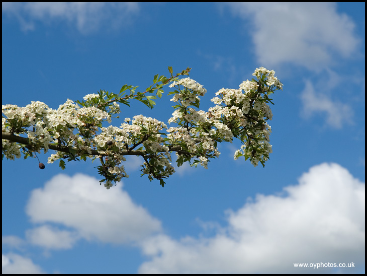 May Blossom