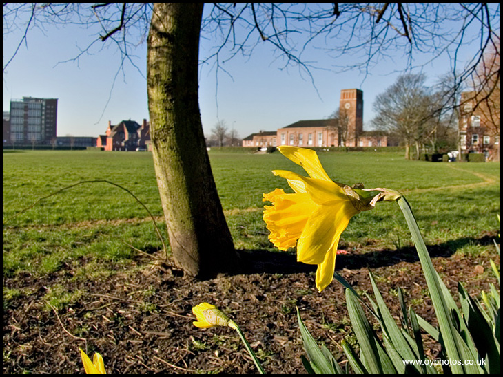 Mesnes Field Daffs