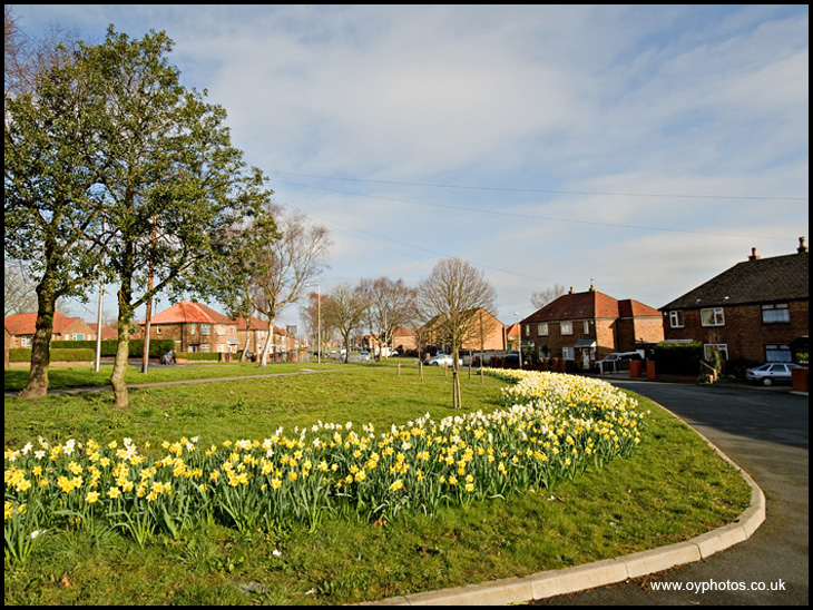 Norley Hall Daffs