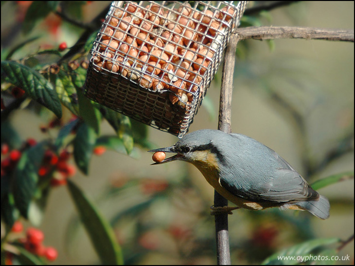 Nuthatch