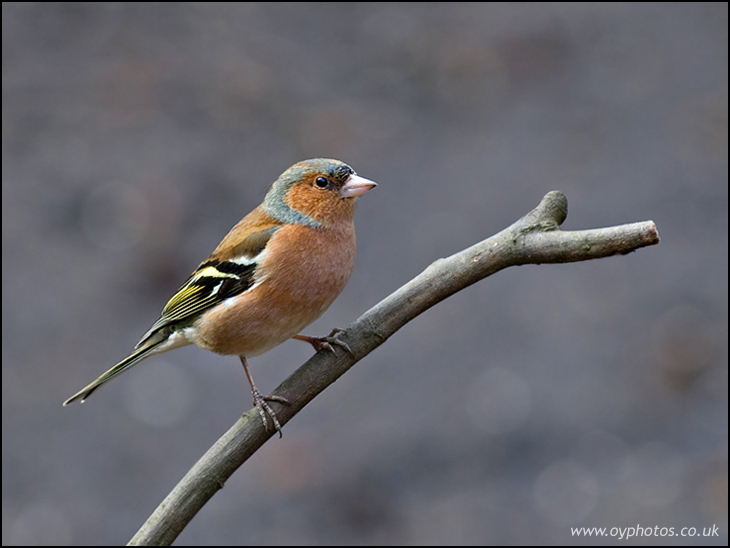 Chaffinch