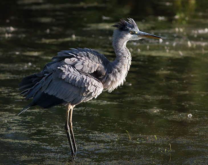 Grey Heron