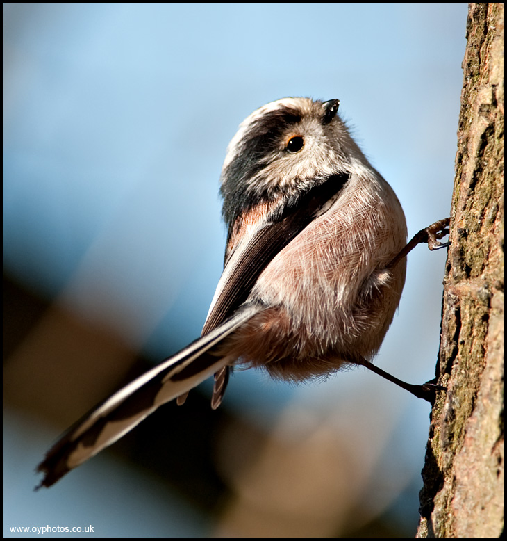 Long-tailed tit