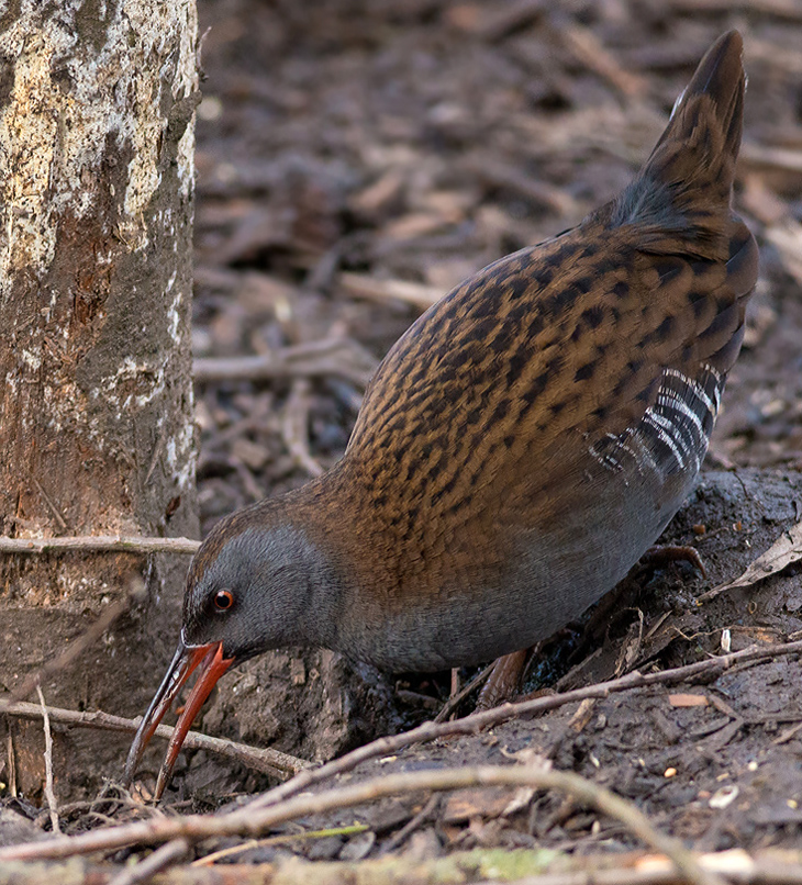 Water Rail