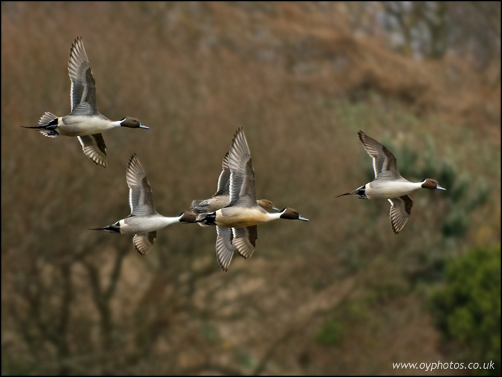 Pintails