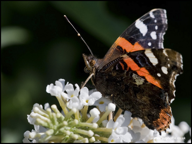 Red Admiral