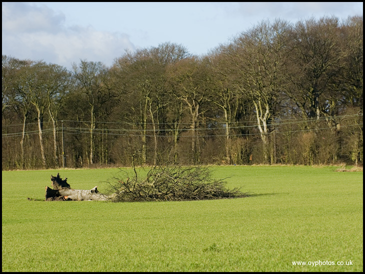 Fallen tree