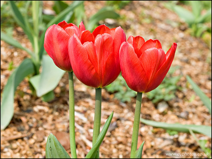 Three Tulips