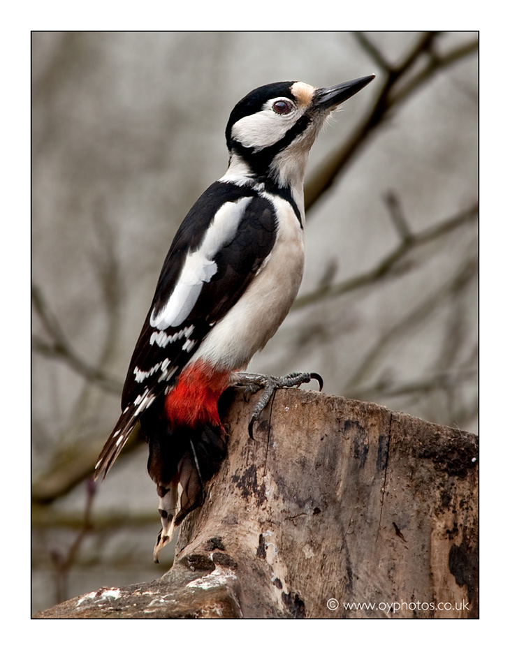 Great Spotted Woodpecker