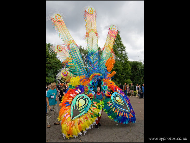 WOW Peacock