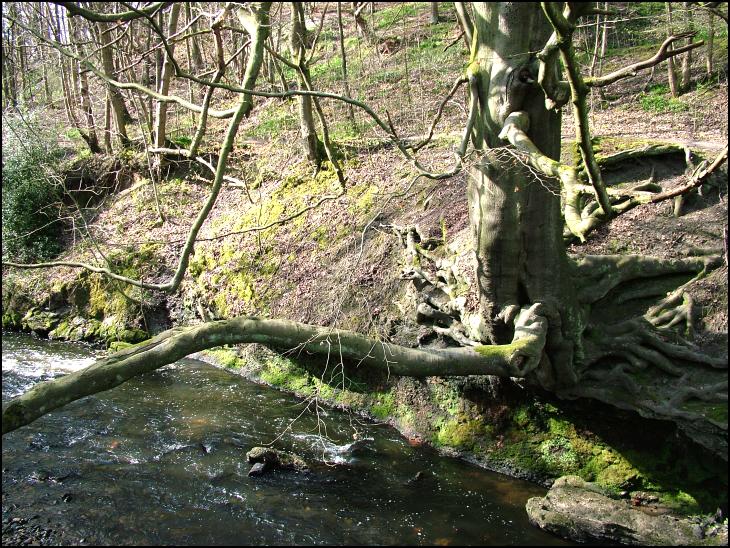 Arley Wood